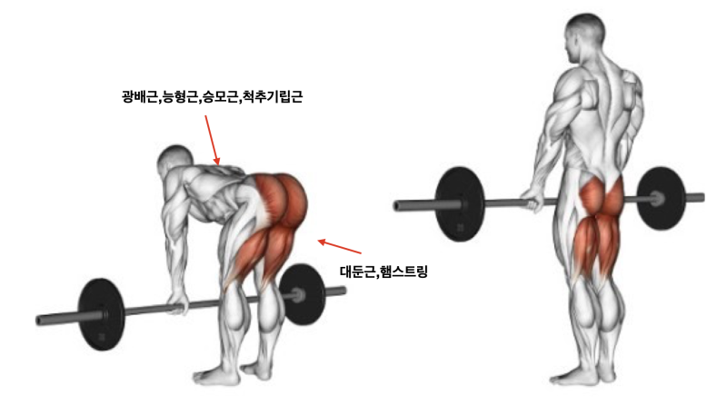 루마니안데드리프트 자세 제대로 배워서 운동하자 [수원피티] : 네이버 블로그