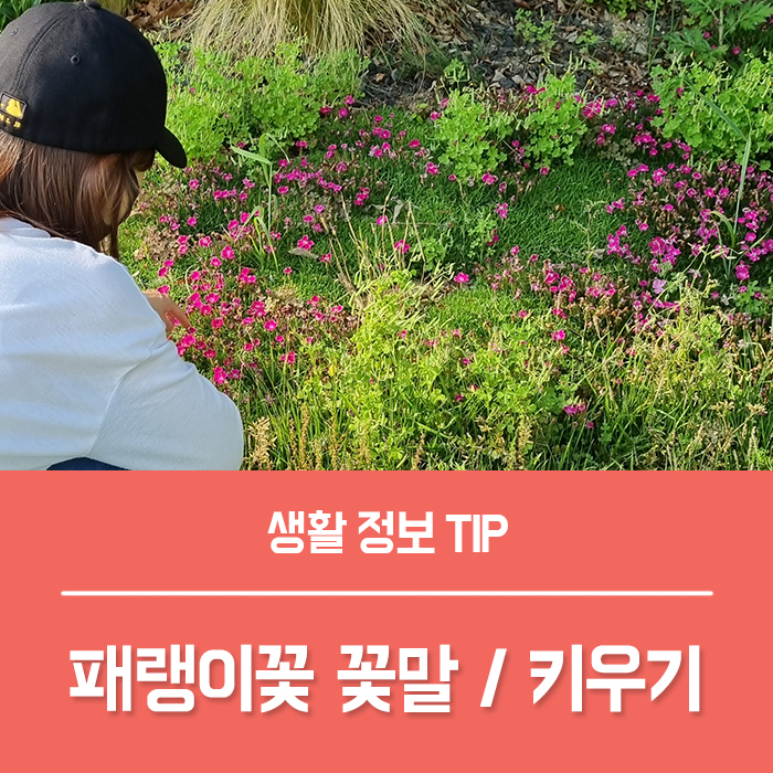  패랭이꽃 키우기 꽃말  /  꽃잔디 씨앗 키우기 구분법