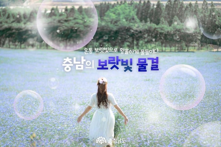 충남 가볼만한곳 온통 보랏빛으로 황홀하게 물들이다 충남의 보랏빛 물결