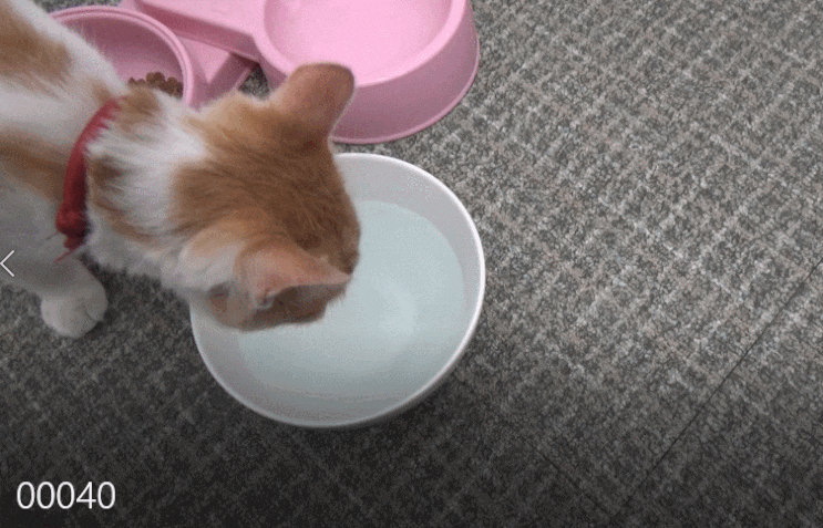 물에 타먹는 고양이 치약 스마일애니팜의 버박 아쿠아덴트