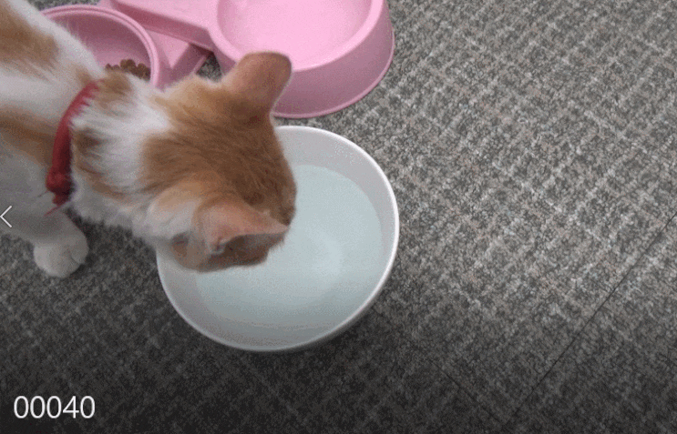 물에 타먹는 고양이 치약 스마일애니팜의 버박 아쿠아덴트 물에 타먹는 고양이 치약 스마일애니팜의 버박 아쿠아덴트