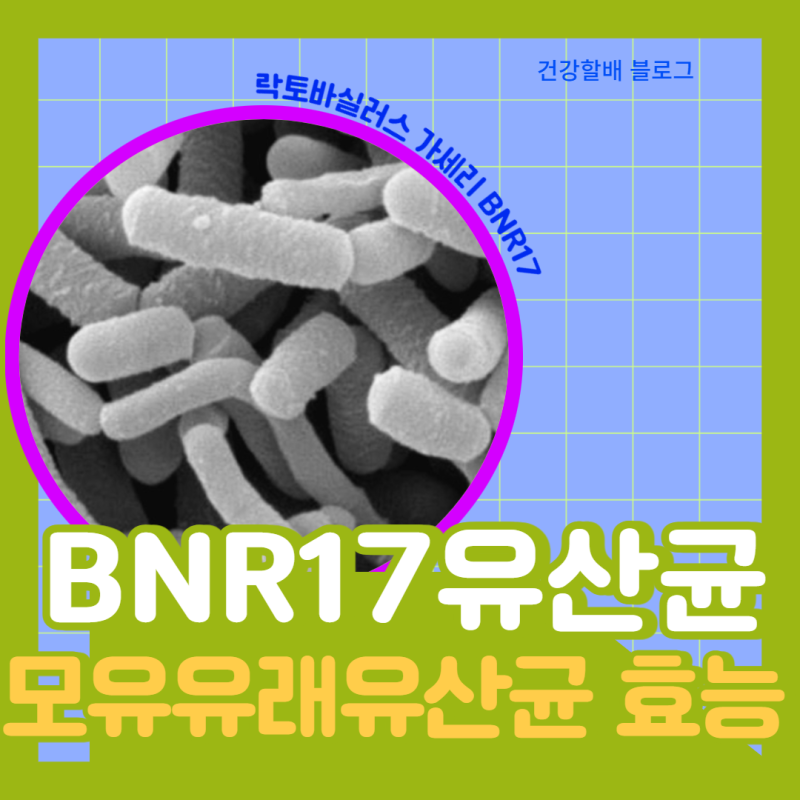 모유유래유산균BNR17다이어트효능체지방감소 4
