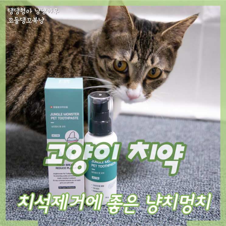  고양이치석제거 바르는 정글몬스터 고양이치약으로 양치질하기