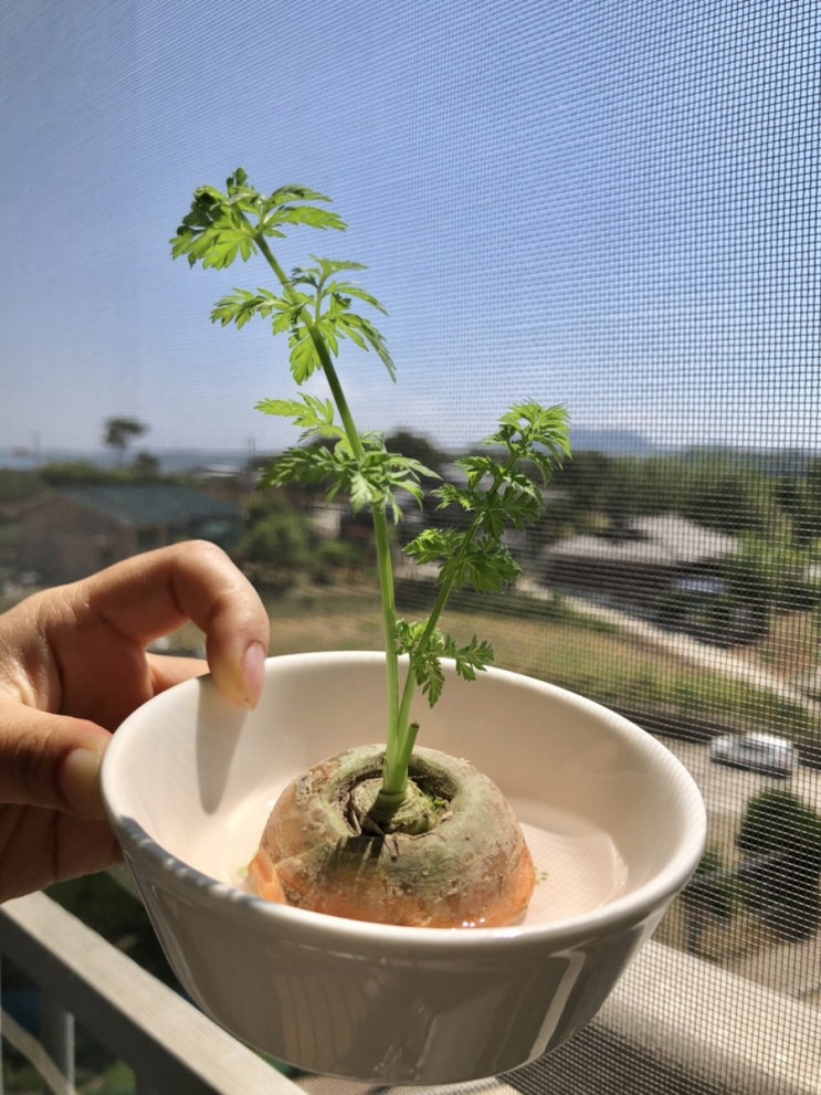  수경재배 당근을 흙으로 옮겨요!