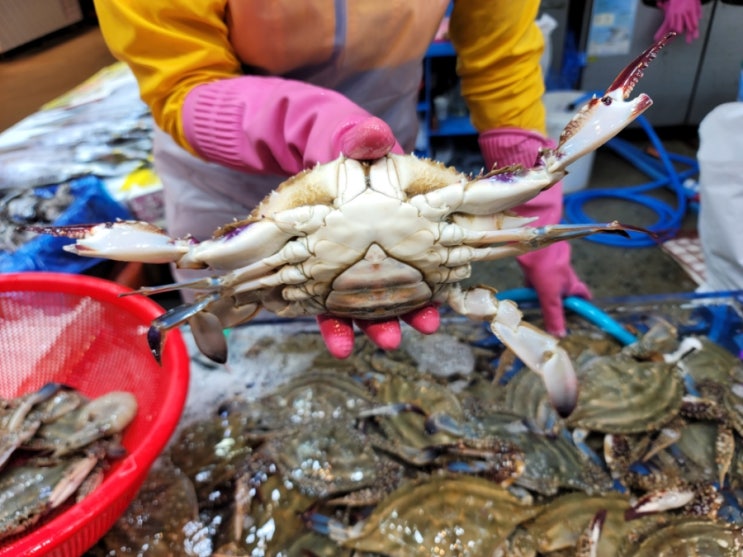 소래포구 꽃게 신선하고 알 많은 꽃게찜 jmt!! 백두호남수산 소래포구 꽃게 신선하고 알 많은 꽃게찜 jmt!! 백두호남수산