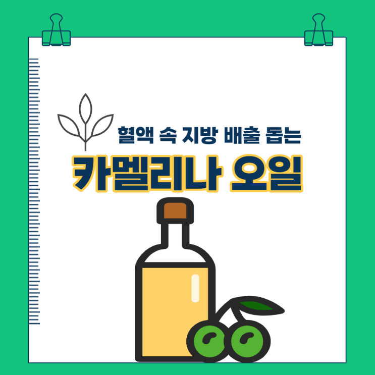 카멜리나오일 효능 피토스테롤 혈관건강 지키며 먹는법 카멜리나오일 효능 피토스테롤 혈관건강 지키며 먹는법