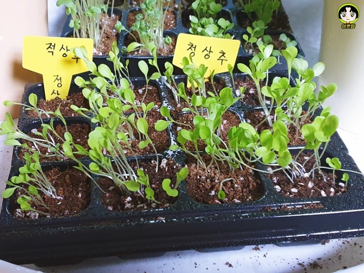  초등생활 5학년 쌈채소키우기 비빔밥 만들기