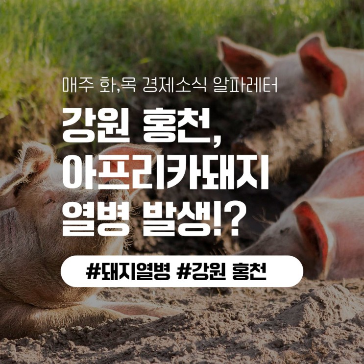 강원 홍천, 올해 첫 아프리카돼지 열병 발생!?