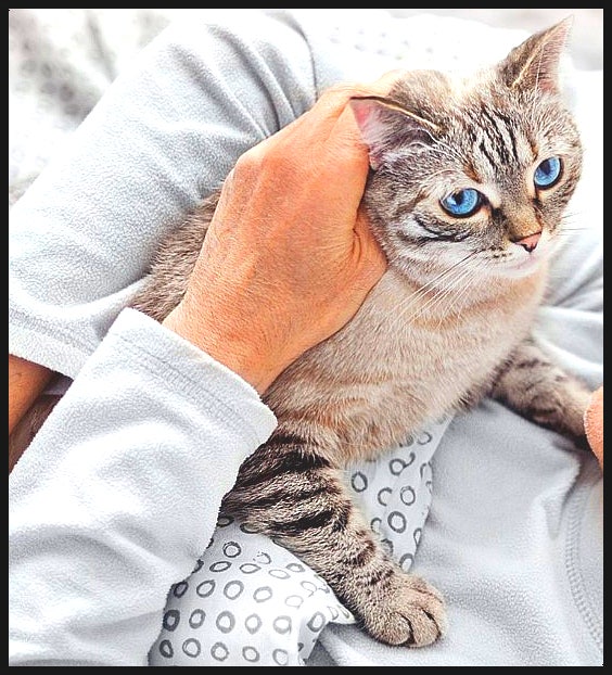 고양이 키우면 좋은점 많지만, 키우기 단점까지 꼭 고려하세요 : 네이버 블로그 고양이 키우면 좋은점 많지만, 키우기 단점까지 꼭 고려하세요 : 네이버 블로그