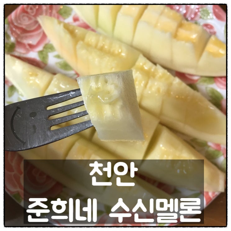  천안 준희네 수신멜론 당도 최고 하얀멜론 백자멜론 맛 후기