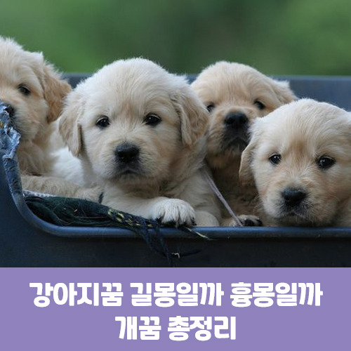  강아지꿈 개꿈 길몽 흉몽 태몽 총정리