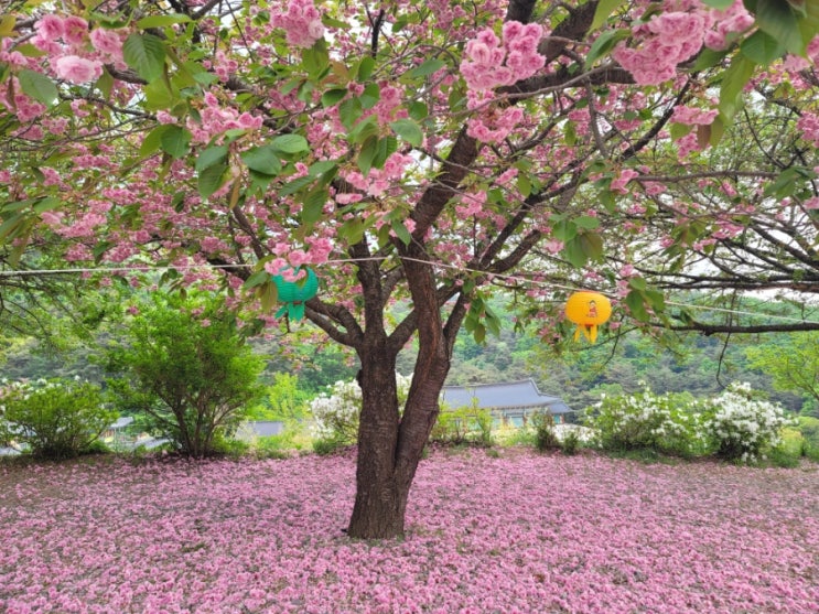 천안 아산 여행 가볼 만한 곳 태조산 각원사 겹벚꽃 명소