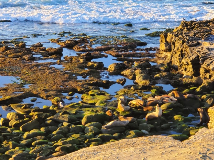 바다 사자 볼수있는 La Jolla Cove 라호야코브 + 현지인 팁!