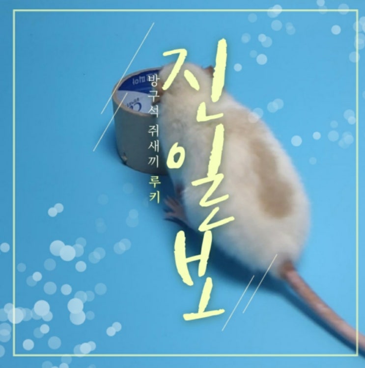 래트교육 및 훈련영상(원형장애물통과 Part.3)