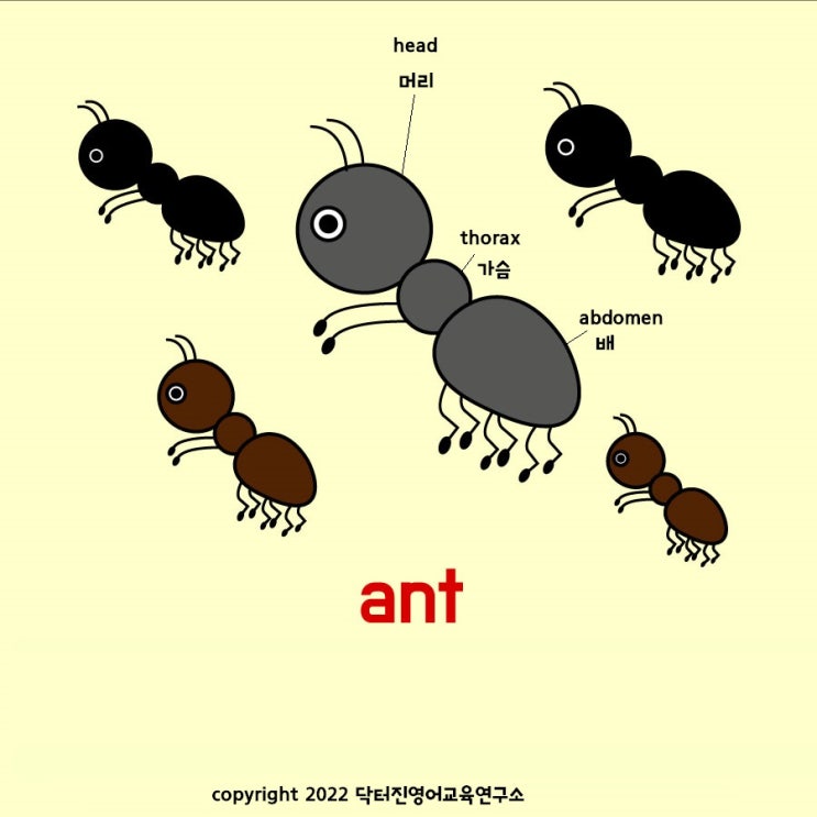 개미 ant 영단어카드