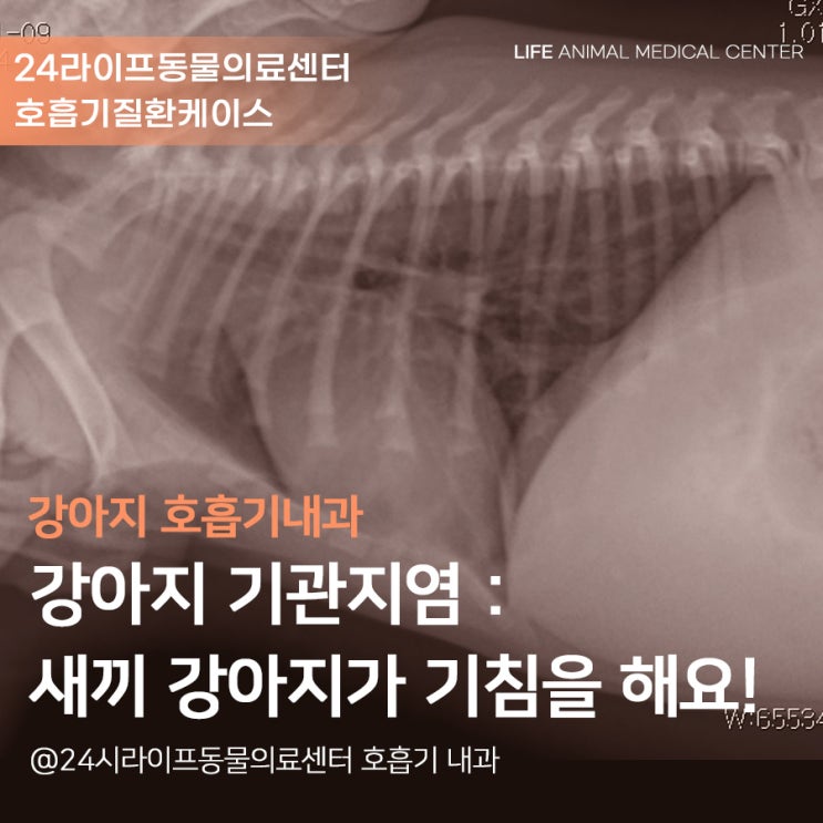 강아지 오연성 폐렴 : 강아지 호흡곤란과 혈토 / 대구24시동물병원 라이프동물의료센터