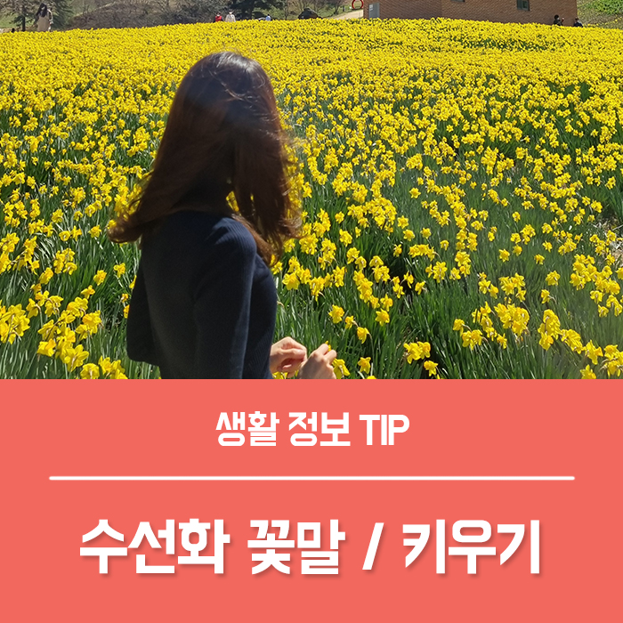  수선화 꽃말 노지월동 식물인 수선화 꽃 구근 보관 키우기