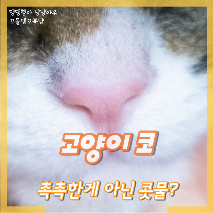  고양이 코 촉촉한 것이 아니라 콧물이 난다면?