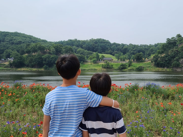 공주 미르섬 금강신관공원 무료자전거대여 양귀비 꽃구경