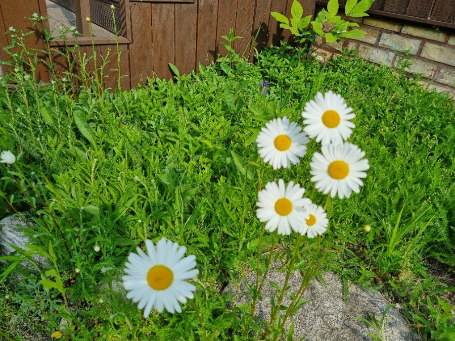 들꽃펜션 사진 2
