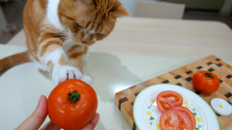  고양이 토마토 스테비아 들어있는 채소나 과일 먹어도 될까?