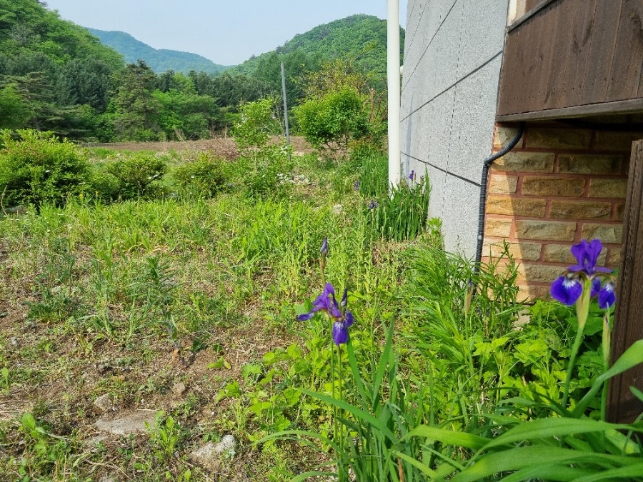 들꽃펜션 사진 5