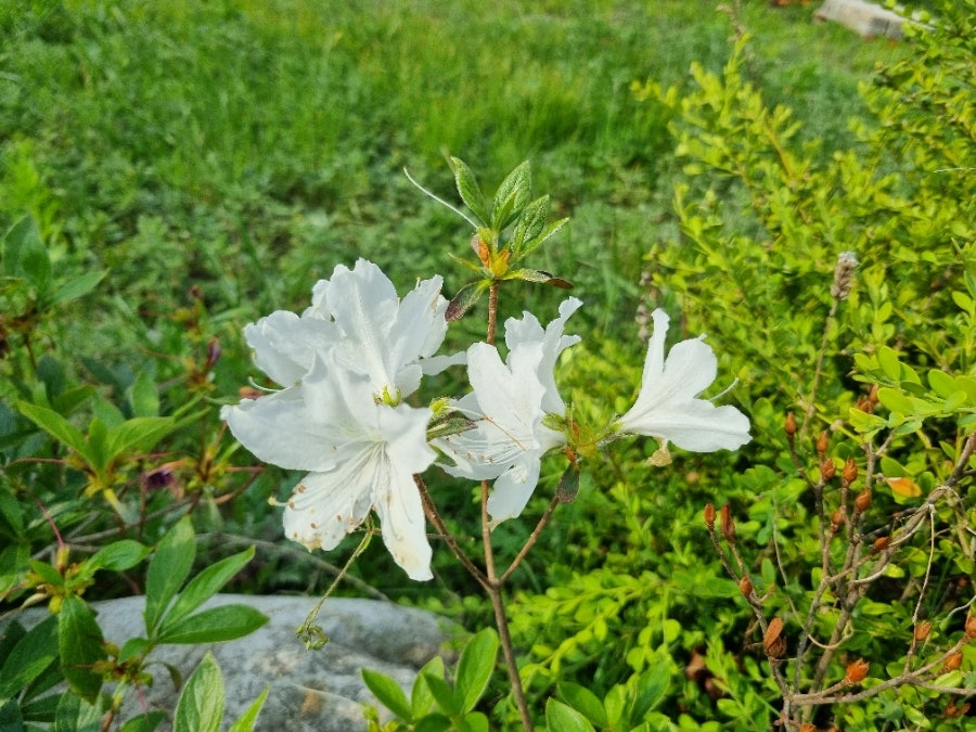 들꽃펜션 사진 1