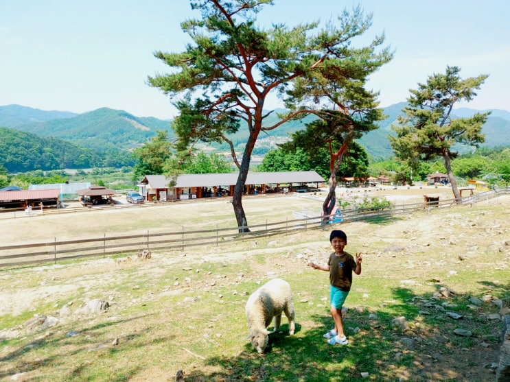  '춘천 해피초원목장' - 아이와 가볼만한 곳으로 추천! 자연체험과 인생사진 찍을 수 있는 곳!