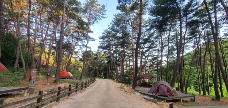  작천정 별빛야영장 숲과 계곡이 있는 부산근교 캠핑장