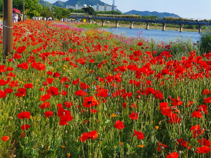  장성 꽃축제 황룡강 생태공원 길따라