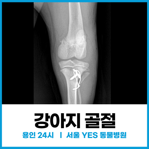 [외과] 용인 동물병원 강아지 골절 수술 (24시, 분당 죽건)