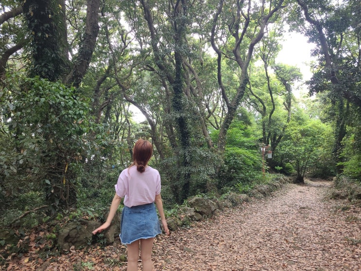  애월 가볼만한곳 난대림지대 금산공원