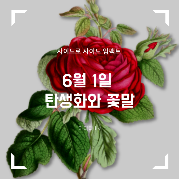 6월 1일 탄생화, 오디오로 들어보자! feat. 장미 꽃말