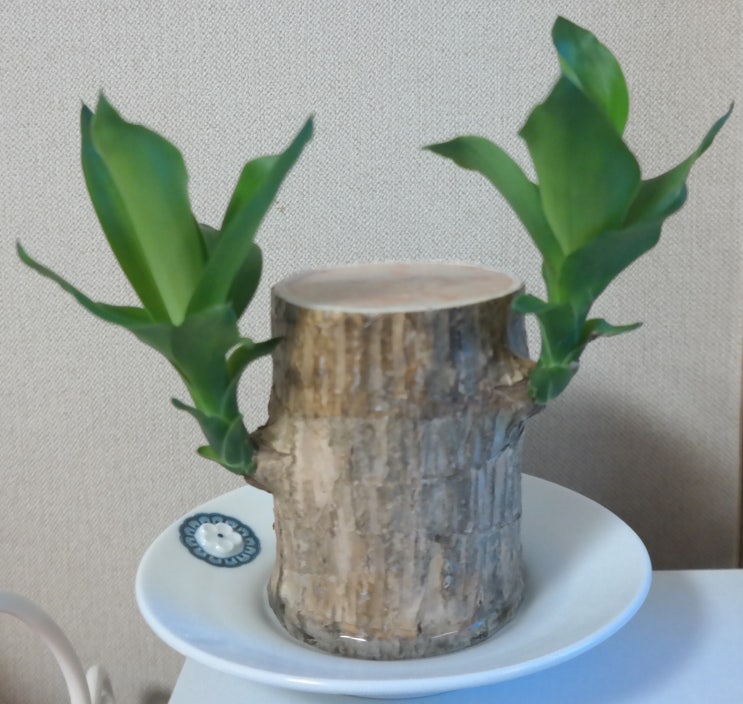  5/26 ~27일 행운목 일기
