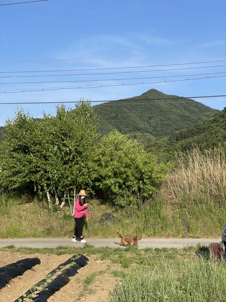  텃밭가꾸기cc