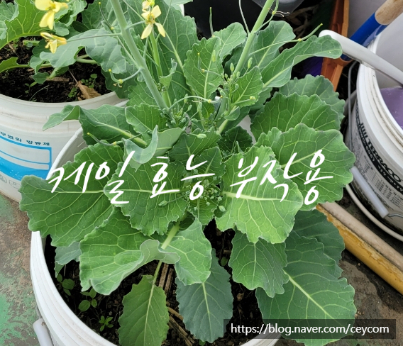  케일 효능 7가지 부작용 (ft. 케일 꽃 구경 하세요)