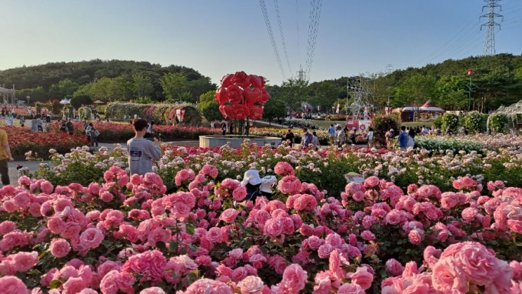  울산대공원/울산대공원장미축제/울산가볼만한곳/울산여행