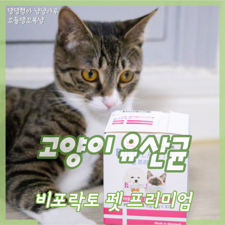  강아지 고양이 유산균 면역력과 장건강을 위한 비포락토펫