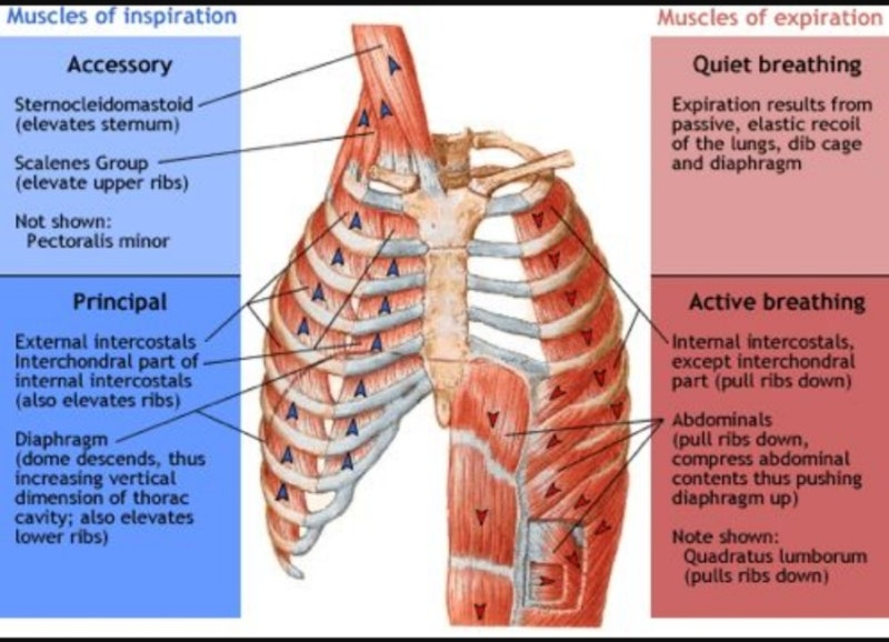 폐의 횡경막 표면