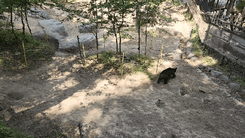 구례, 아이와 반달가슴곰 탐방하기 *국립공원공단 남부보전센터