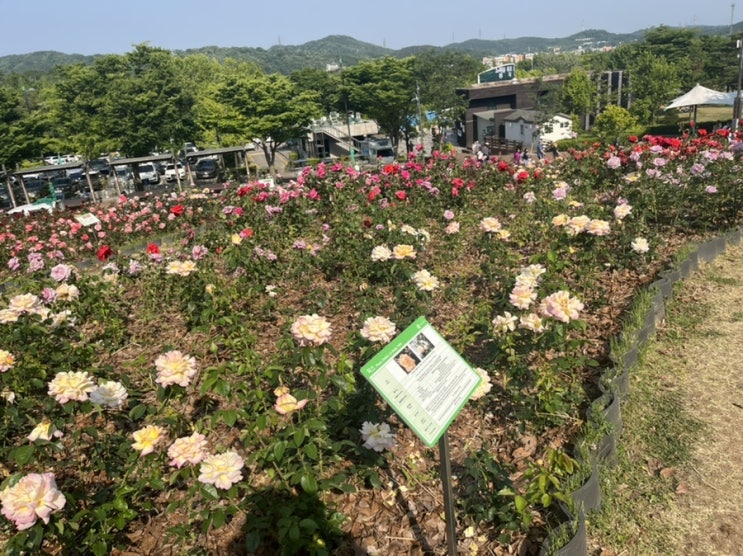  안산 노적봉 장미원