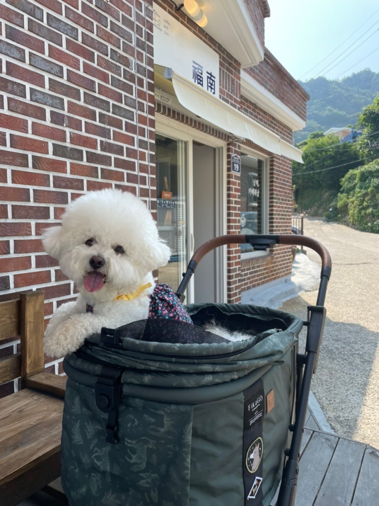 [애견 유모차 추천] 내돈내산 피카고유모차 애자일, 함께 더 많은 곳을 다니기 위해 선택한 개모차!