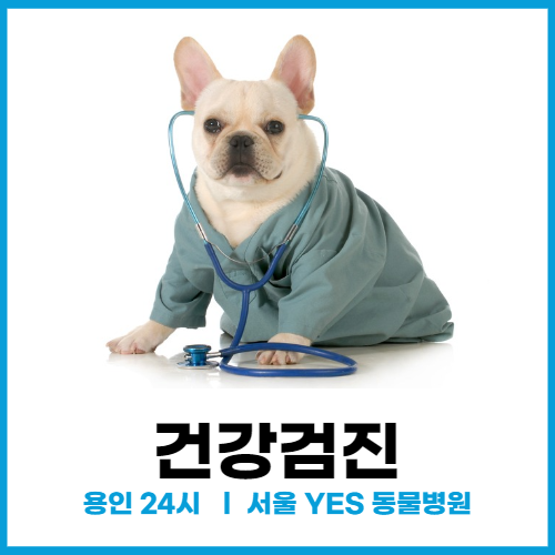 [건강검진] 용인 동물병원 건강검진 (분당, 죽전, 수지 )