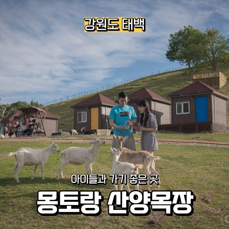  [강원도] 아이들과 함께 가볼 만한 곳, 태백 몽토랑 산양목장
