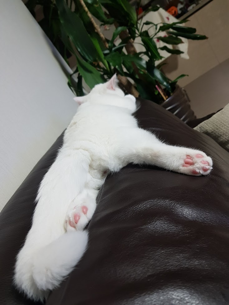  먼치킨 숏레그 망고의 근황(여전한 개냥이)