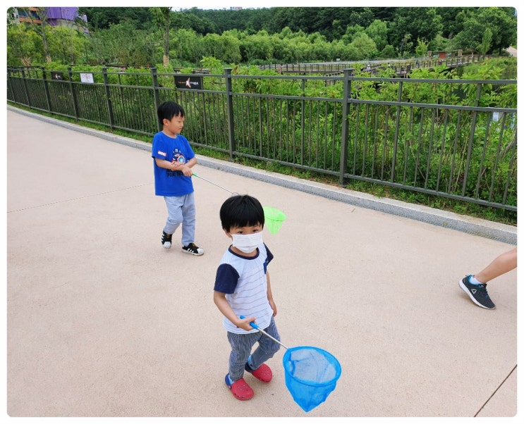 아이들과 야외활동 : 신리천에서 곤충잡기