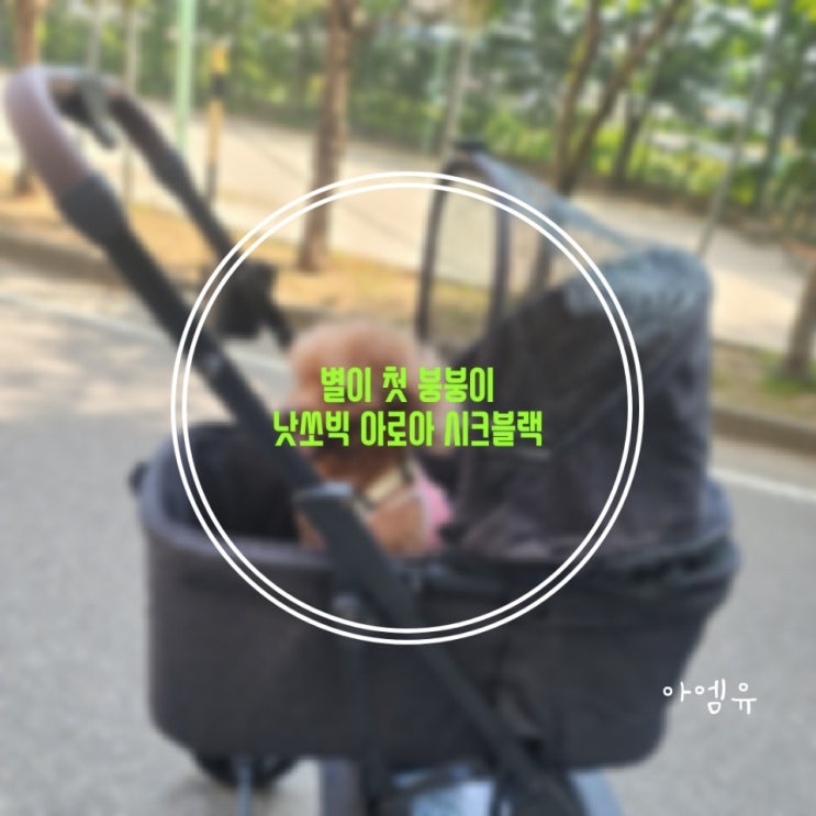  별이 붕붕이로 고른 강아지유모차(낫쏘빅)