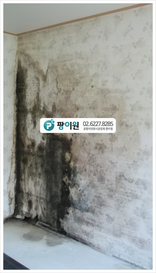  곰팡이제거 업체 이용 후 보이지 않는 포자균 살균까지~