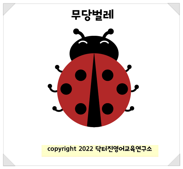  무당벌레 ladybug 영단어카드