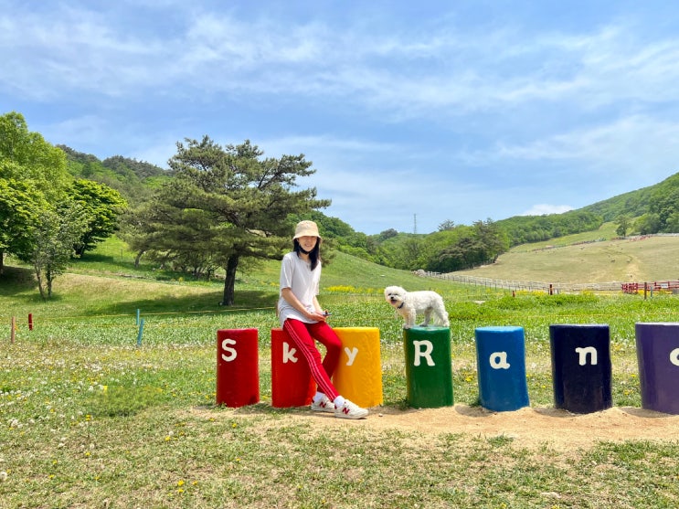  대관령 하늘목장 애견 동반 평창여행